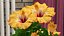Coleção de Flores 12