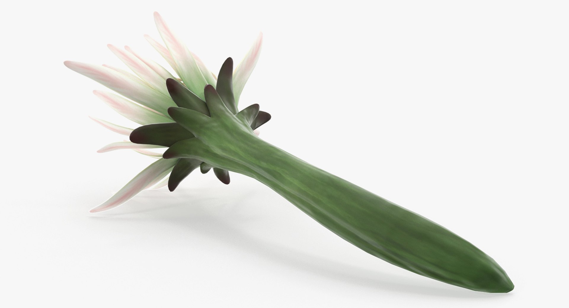 3D flowers 12 model https://p.turbosquid.com/ts-thumb/W2/EeGiH5/iTHnF6Un/flowerscollection12vray3dmodel037/jpg/1607515625/1920x1080/fit_q87/e246c5fdb4ebc8cacfa79c30ef1db1f914754988/flowerscollection12vray3dmodel037.jpg