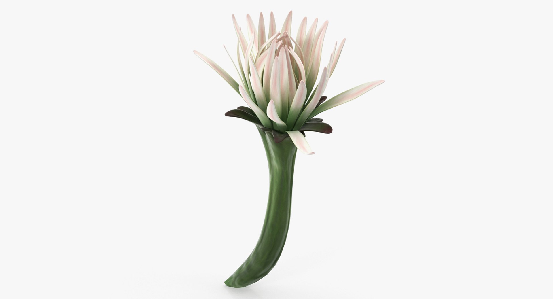 3D flowers 12 model https://p.turbosquid.com/ts-thumb/W2/EeGiH5/j2VVvPfh/flowerscollection12vray3dmodel035/jpg/1607515625/1920x1080/fit_q87/87812236236d83f99ab89c8b600870b1553a1a3a/flowerscollection12vray3dmodel035.jpg