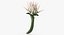 Coleção de Flores 12