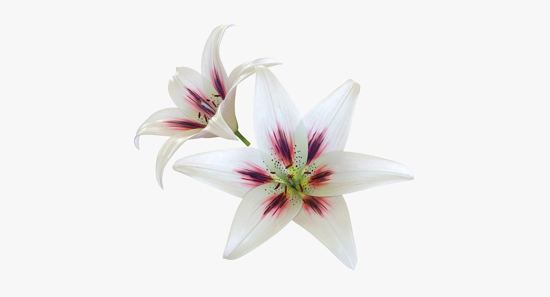 3D flowers 12 model https://p.turbosquid.com/ts-thumb/W2/EeGiH5/kTNE220r/flowerscollection12vray3dmodel045/jpg/1607515625/1920x1080/fit_q87/c22bdb022bc55d5b77a99136e492a8c1215844aa/flowerscollection12vray3dmodel045.jpg