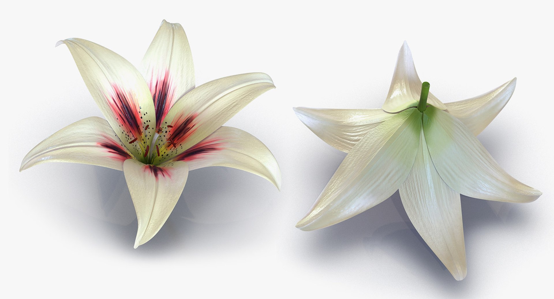 3D flowers 12 model https://p.turbosquid.com/ts-thumb/W2/EeGiH5/kUbRYxYX/flowerscollection12vray3dmodel046/jpg/1607515625/1920x1080/fit_q87/ea9d2504f3fcd1a97b5b451b91906a76cf64b86e/flowerscollection12vray3dmodel046.jpg
