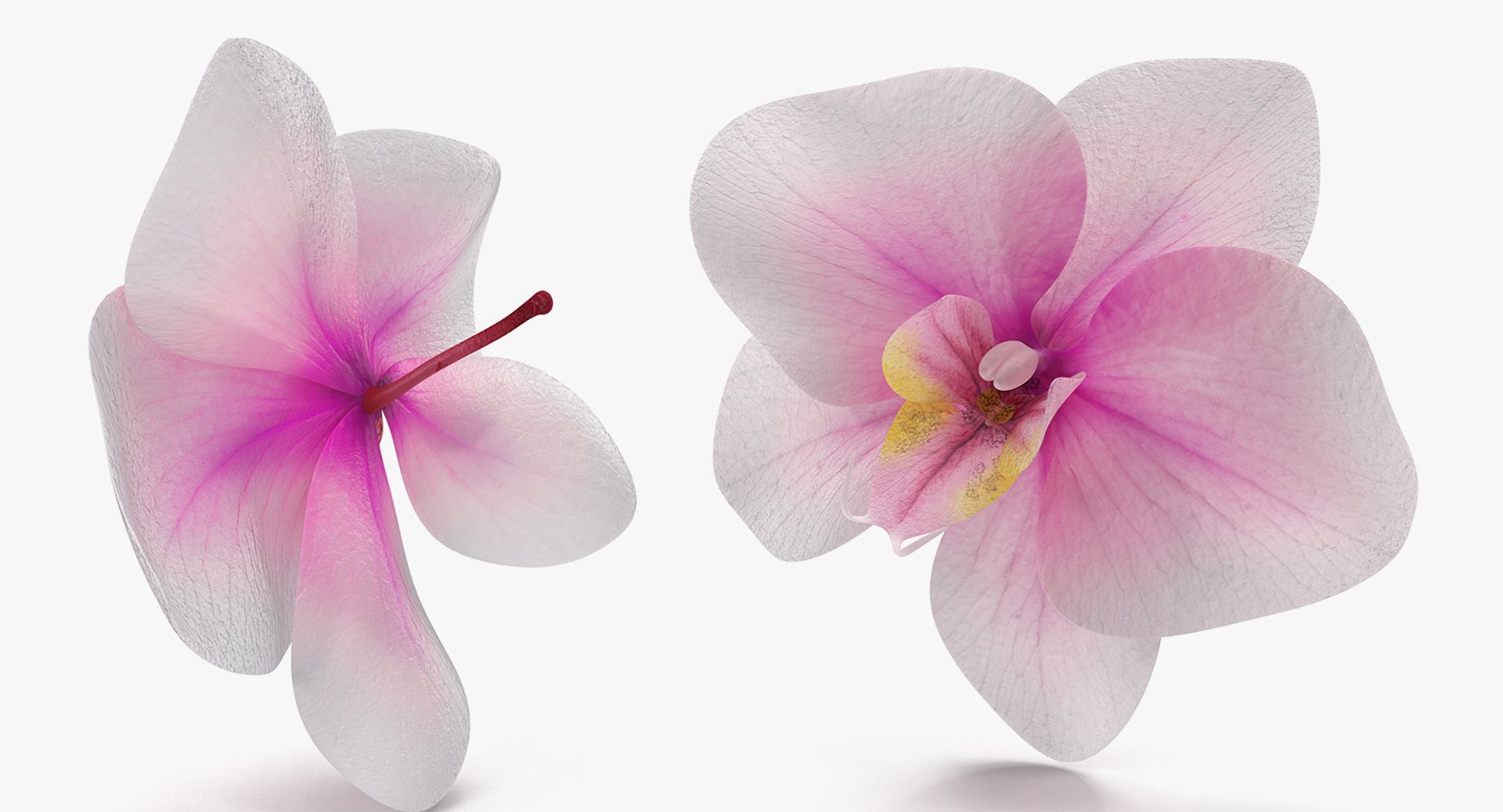 3D flowers 12 model https://p.turbosquid.com/ts-thumb/W2/EeGiH5/oamLaCGW/flowerscollection12vray3dmodel048/jpg/1607515625/1920x1080/fit_q87/30bc2358fd20d4bee29b554246910f2527268c67/flowerscollection12vray3dmodel048.jpg