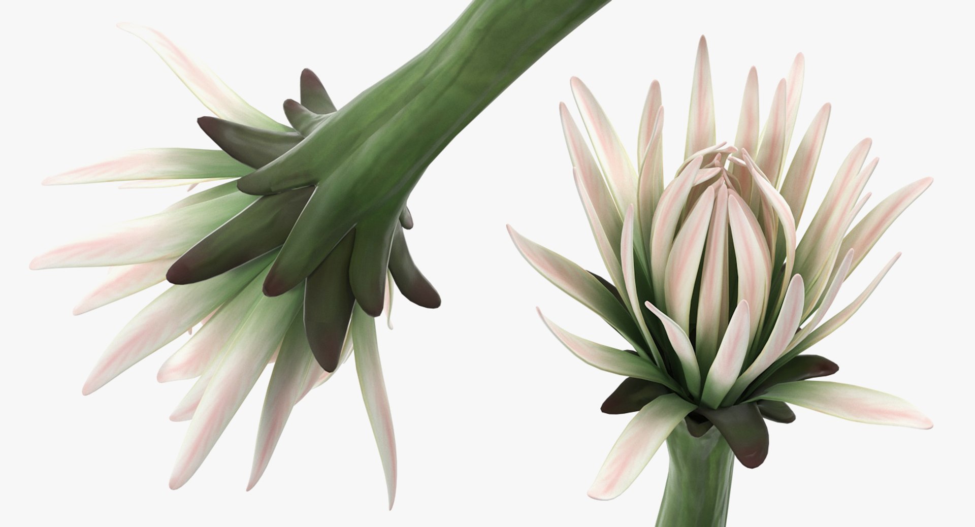 3D flowers 12 model https://p.turbosquid.com/ts-thumb/W2/EeGiH5/r2dMgSCI/flowerscollection12vray3dmodel039/jpg/1607515625/1920x1080/fit_q87/96c5a80eb441b752d3de54fd3edeef812a528f21/flowerscollection12vray3dmodel039.jpg