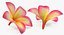 Coleção de Flores 12