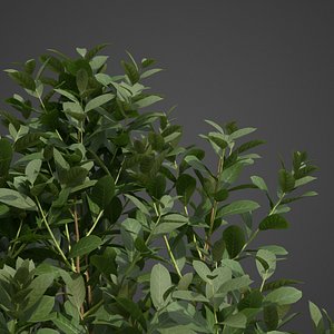 2021 PBR Cherry Laurel Collection - Prunus Laurocerasus
