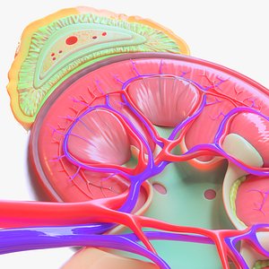 Kidney Anatomy 3D