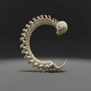 3D letter c bones skeleton model