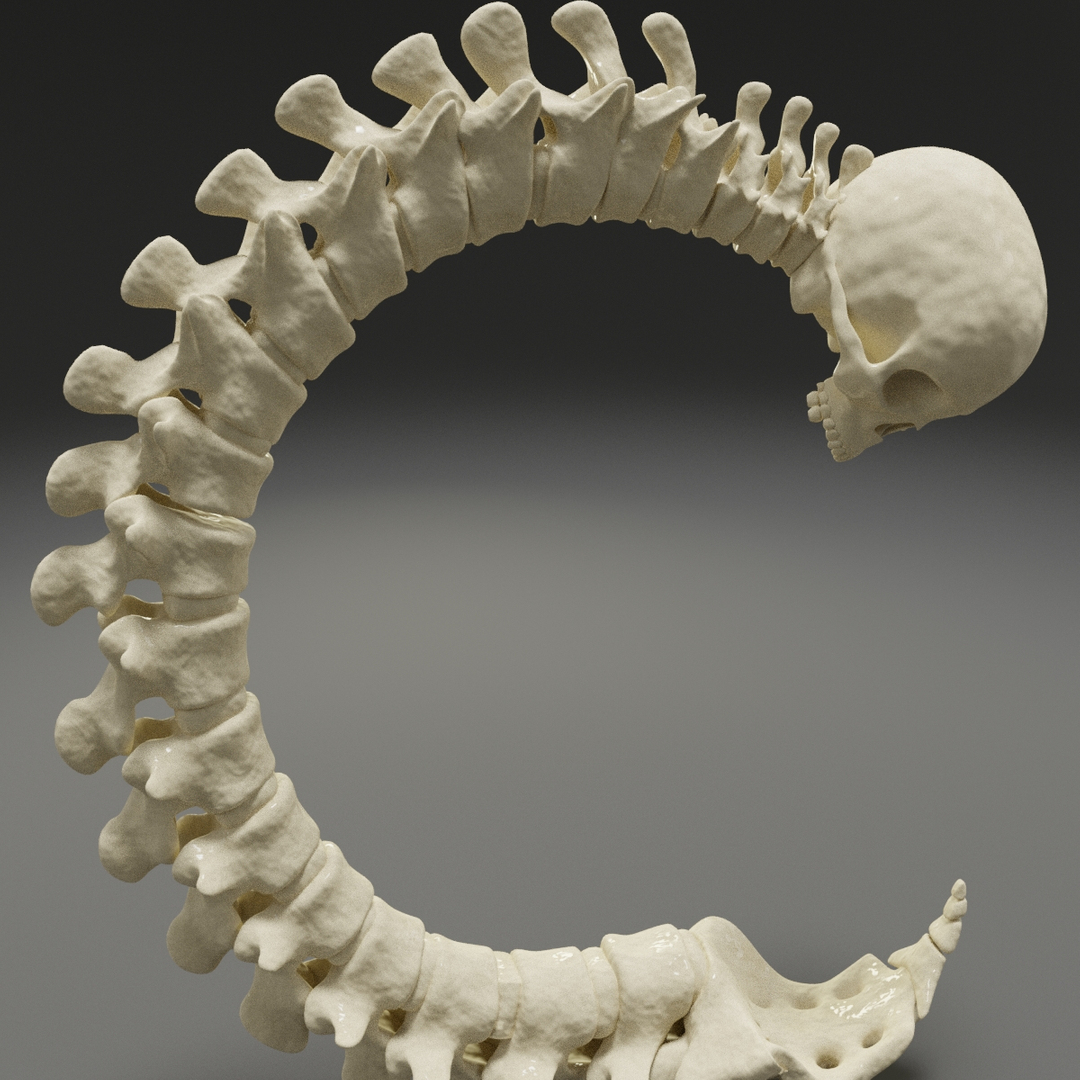3D letter c bones skeleton model - TurboSquid 1543301