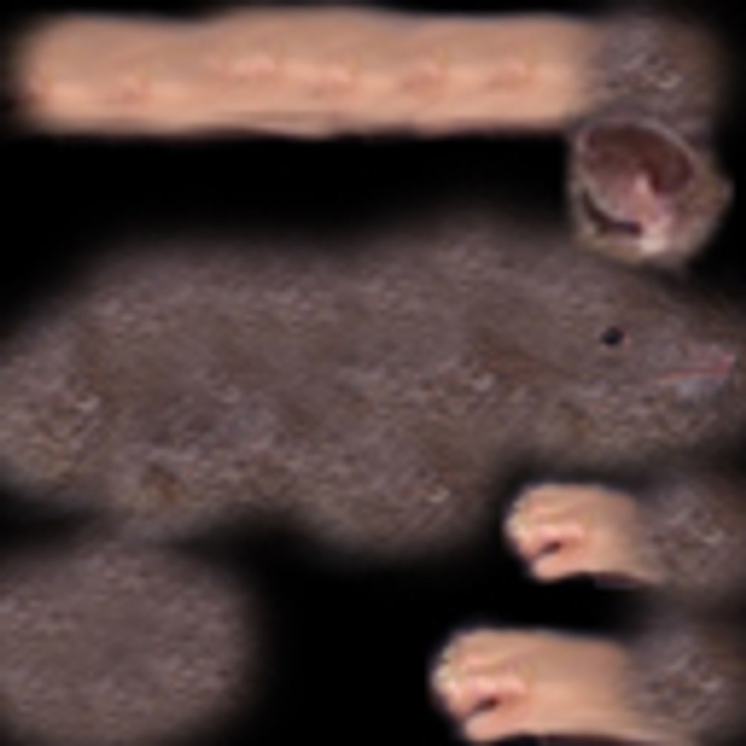 3d Rat