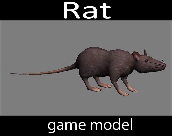 3d rat