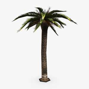 Palm Tree