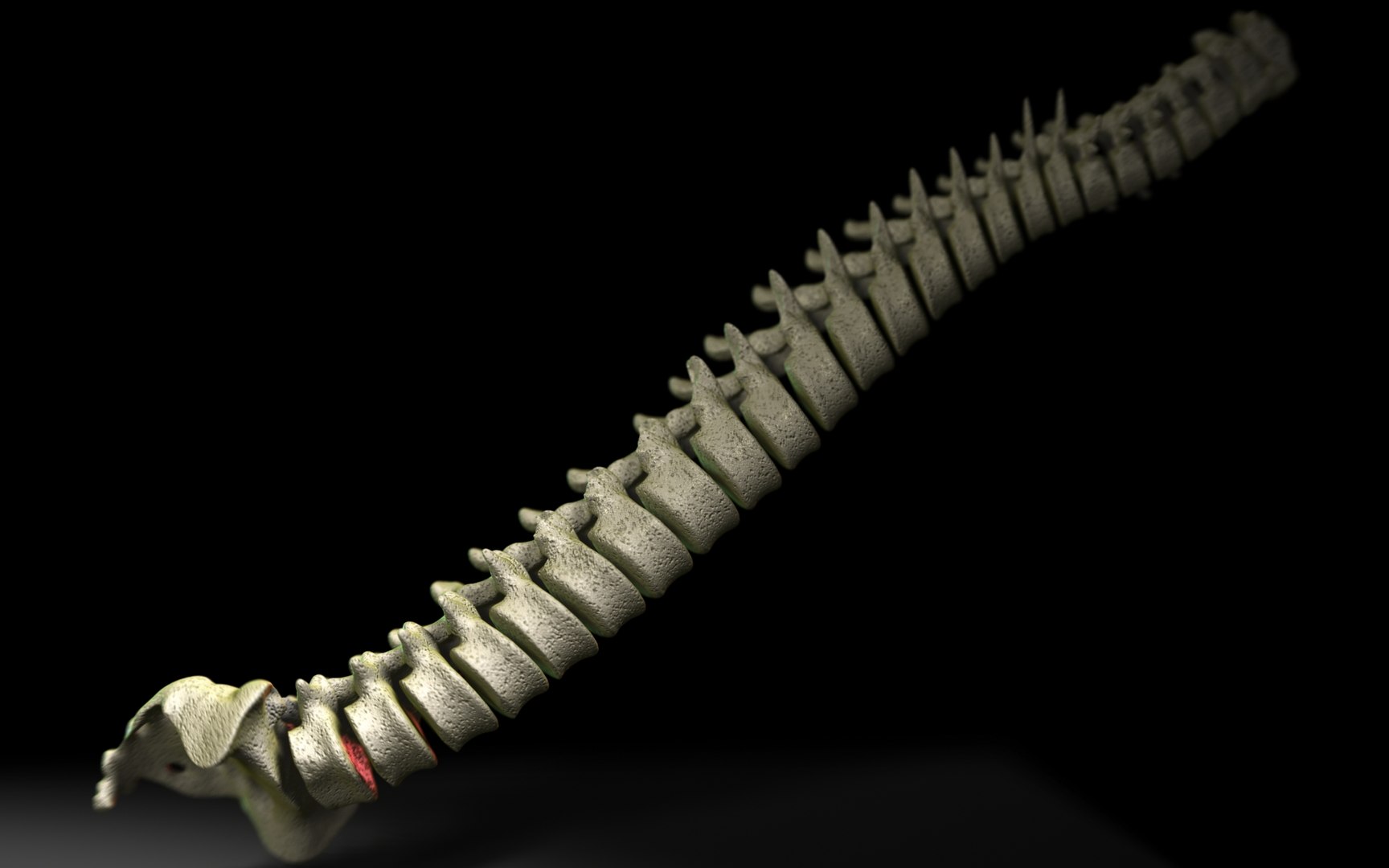 3D Spine Scanline - TurboSquid 1991866