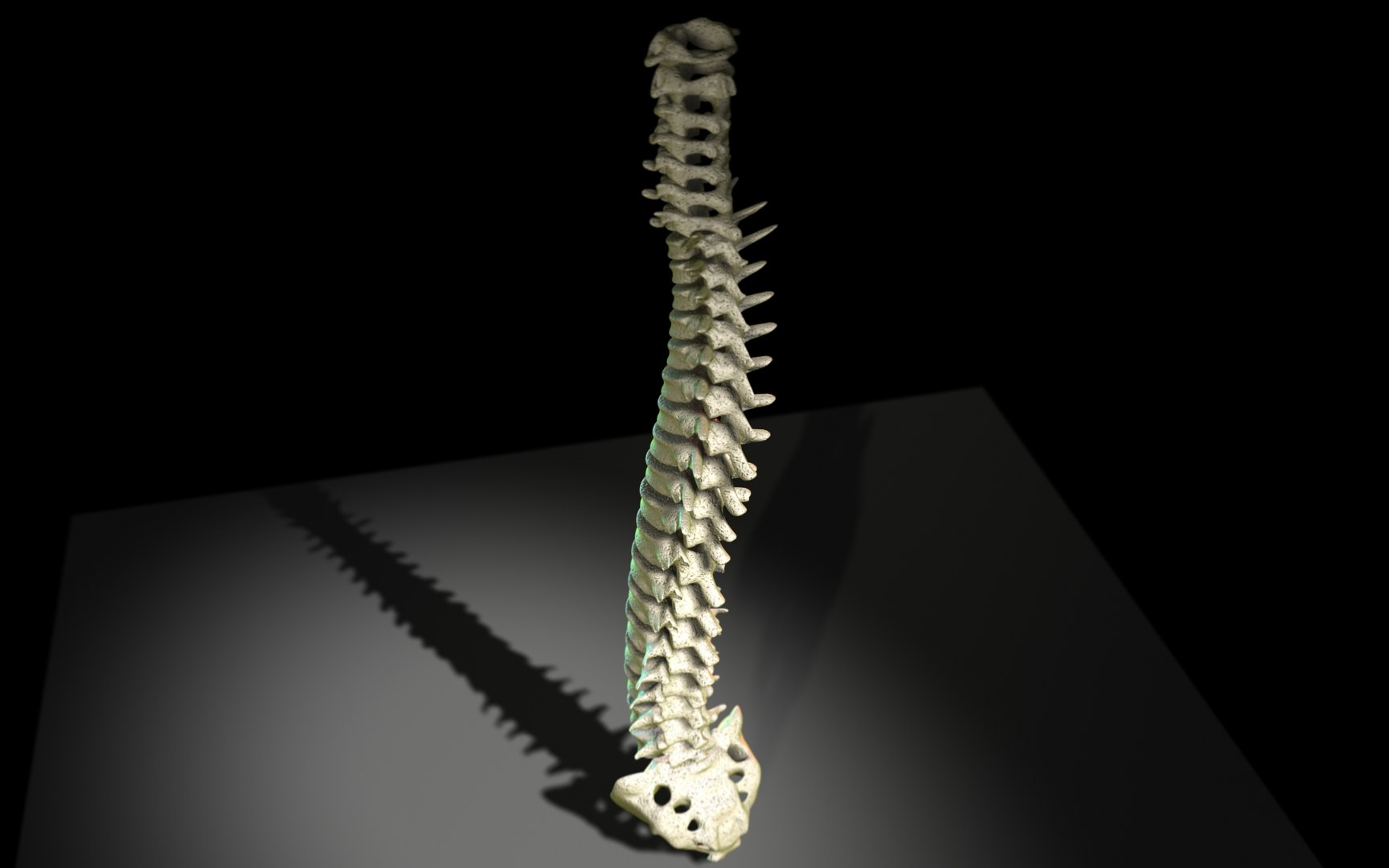 3D Spine Scanline - TurboSquid 1991866