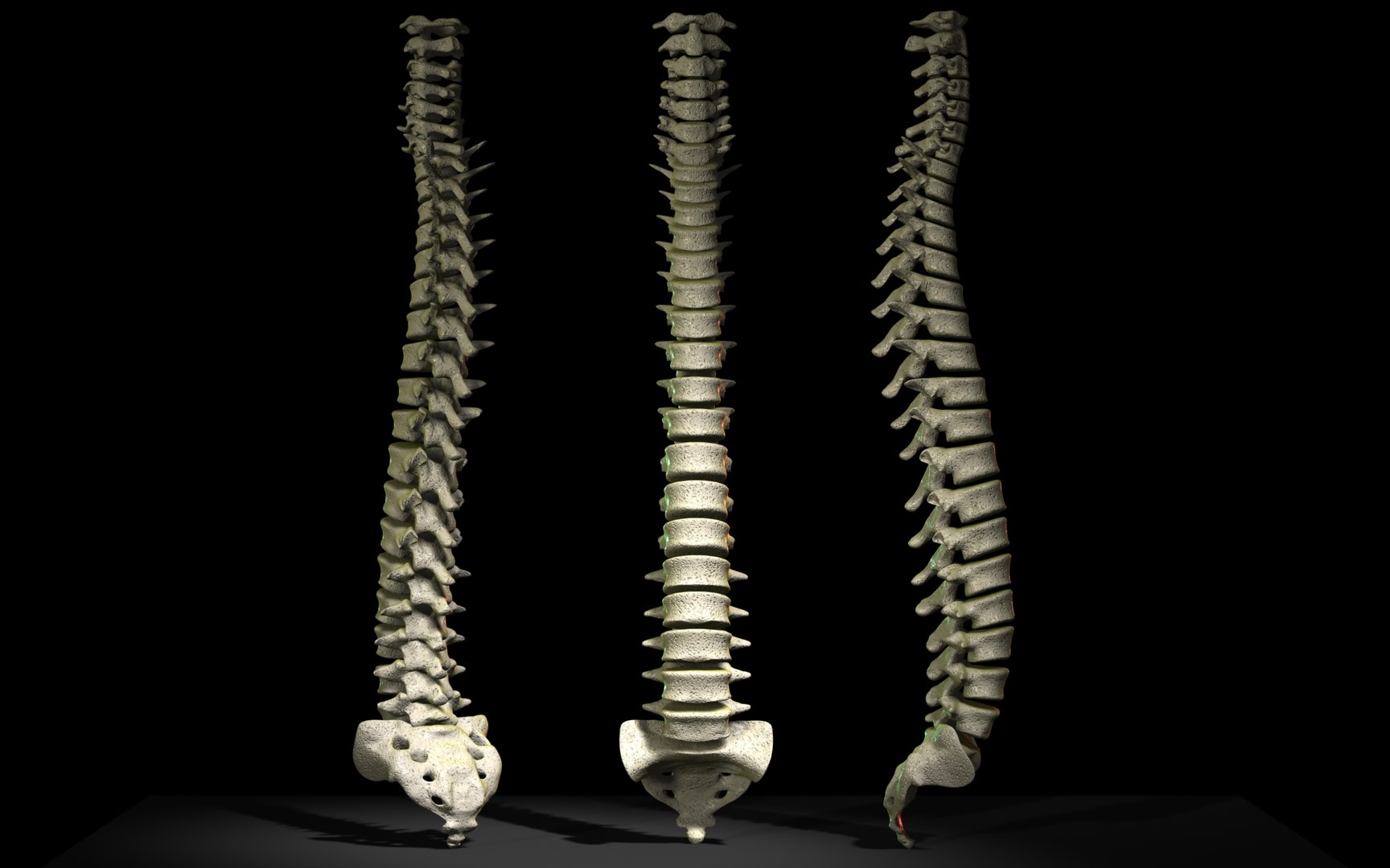 3D Spine Scanline - TurboSquid 1991866