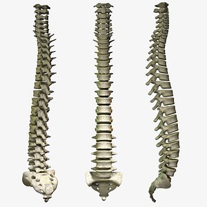 3D Spine Scanline