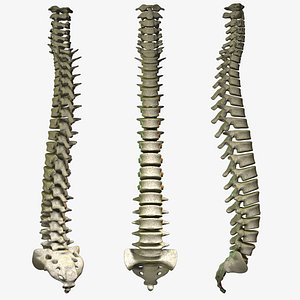 Spine Scanline