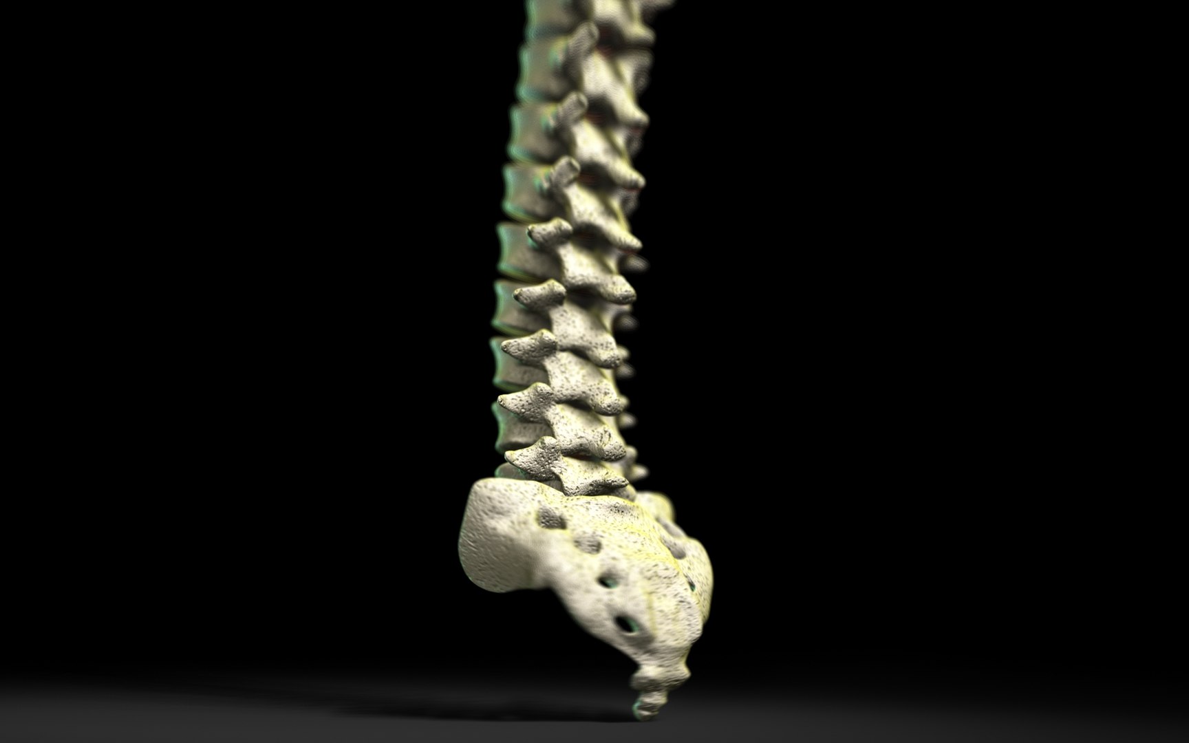 3D Spine Scanline - TurboSquid 1991866