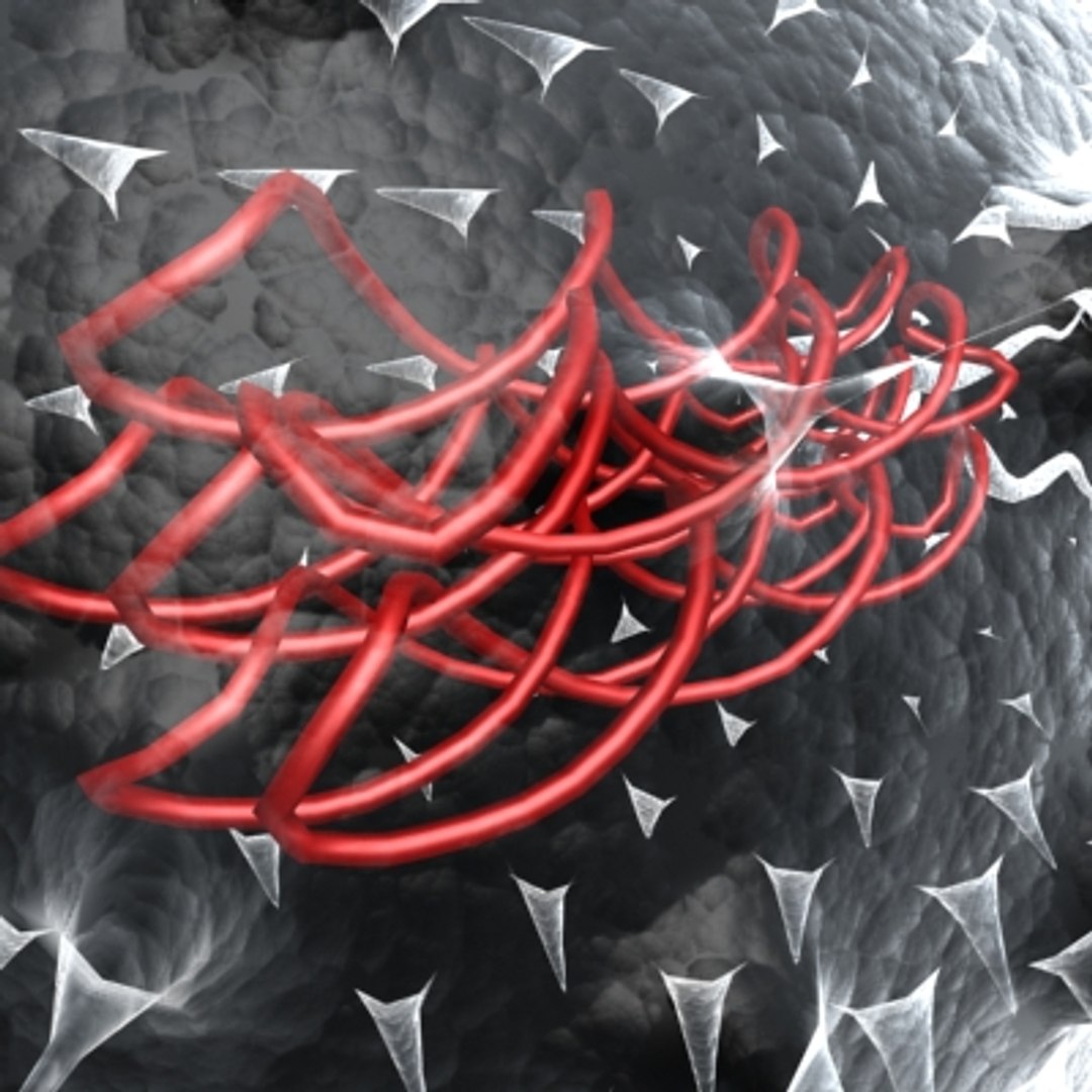 Flagella Chromosome Cell 3d Model