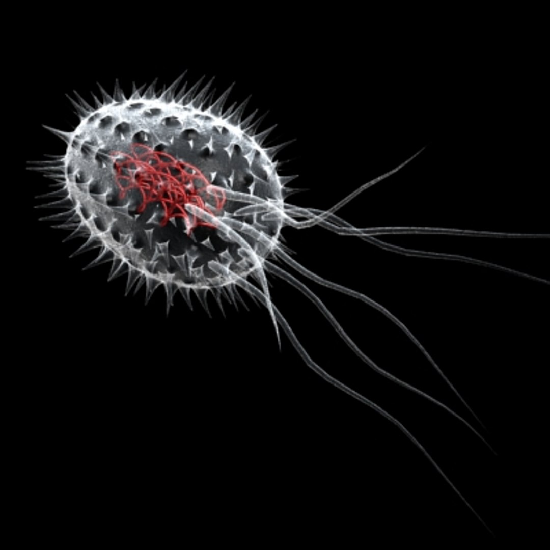Flagella Chromosome Cell 3d Model