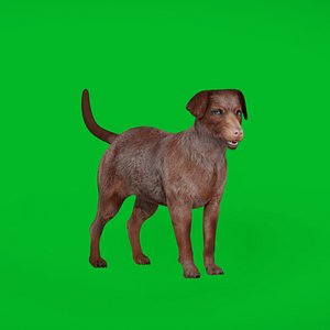 Patterdale Terrier Dog 3D model