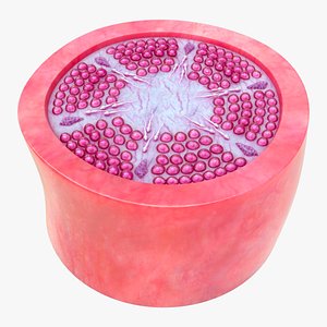 Seminiferous Tubules model