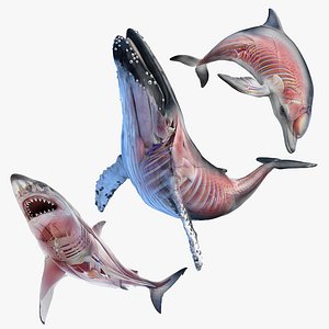 Dolphin - Shark - Whale Rigged Collection