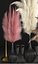 Decor with dry flowers Phragmites