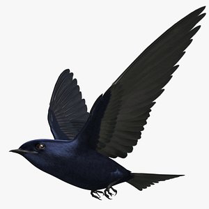Progne Subis "Purple Martin Swallow"