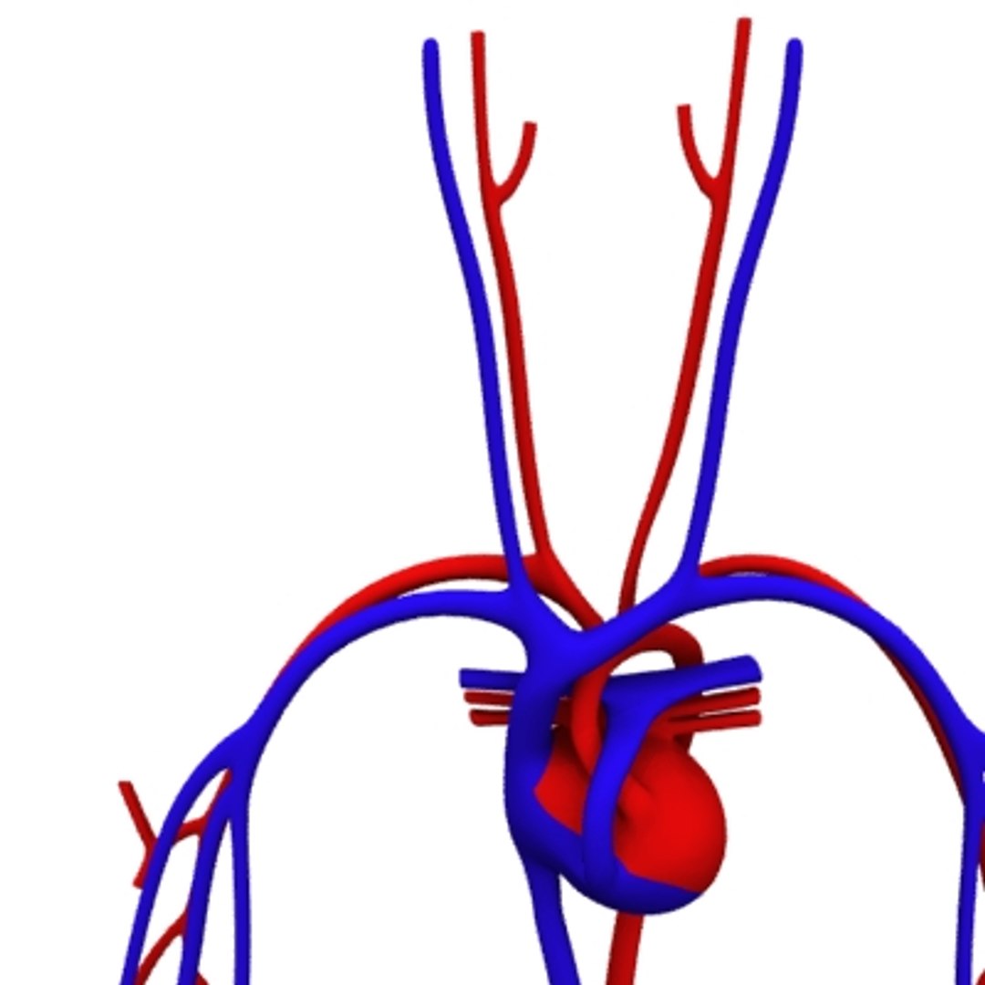 human circulatory heart 3d model