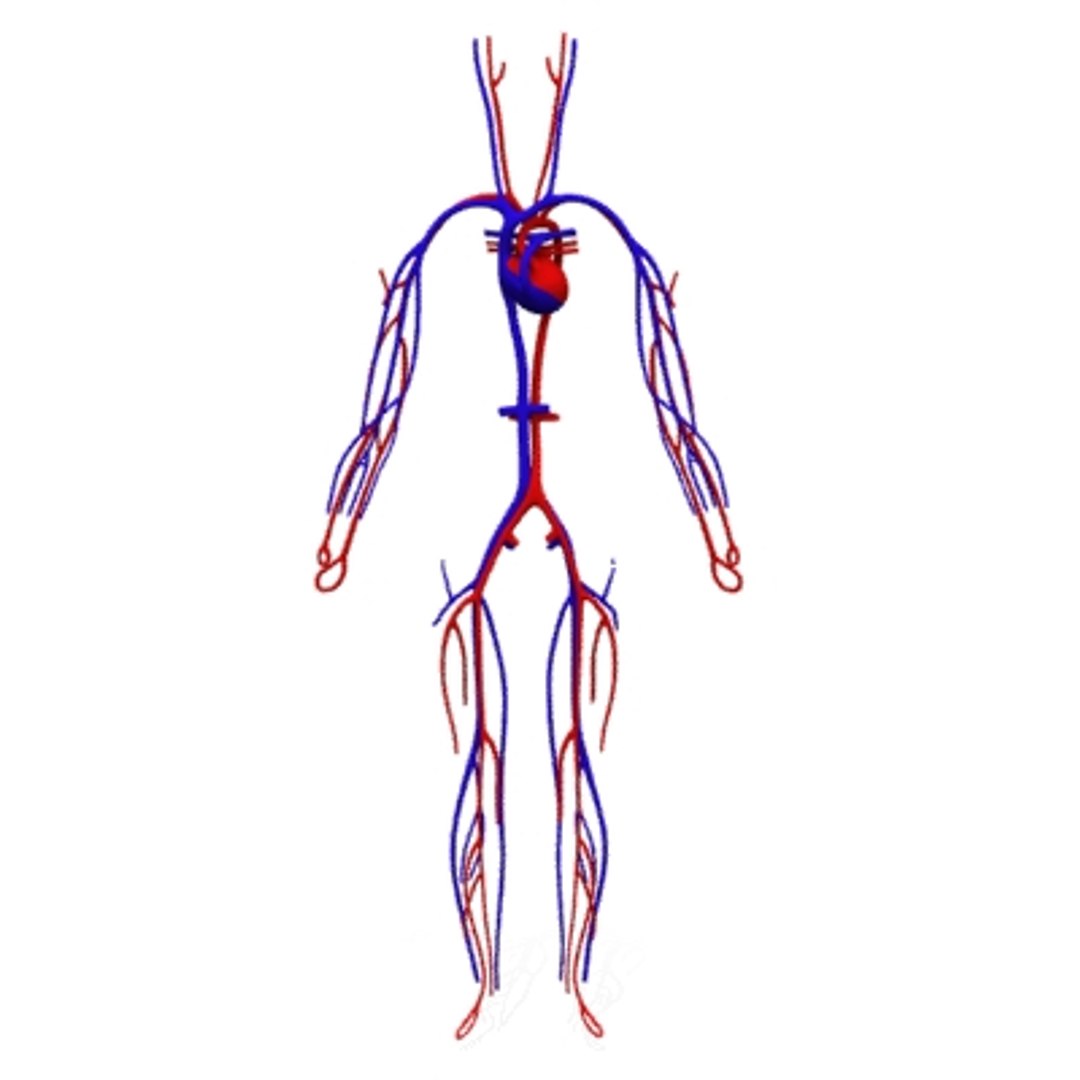 human circulatory heart 3d model