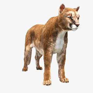 3D Cougar