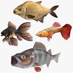 Freshwater Fish Rigged for Cinema 4D Collection 2