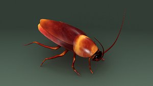 3d model of cockroaches insects pests