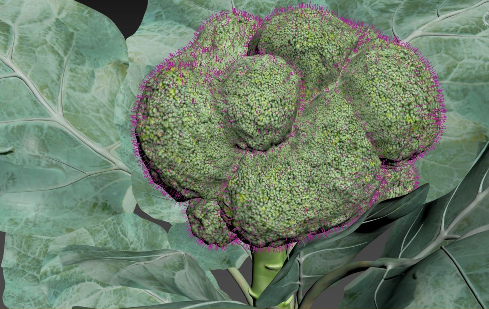 3D Model Broccoli - TurboSquid 2249362