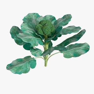 3D model Broccoli
