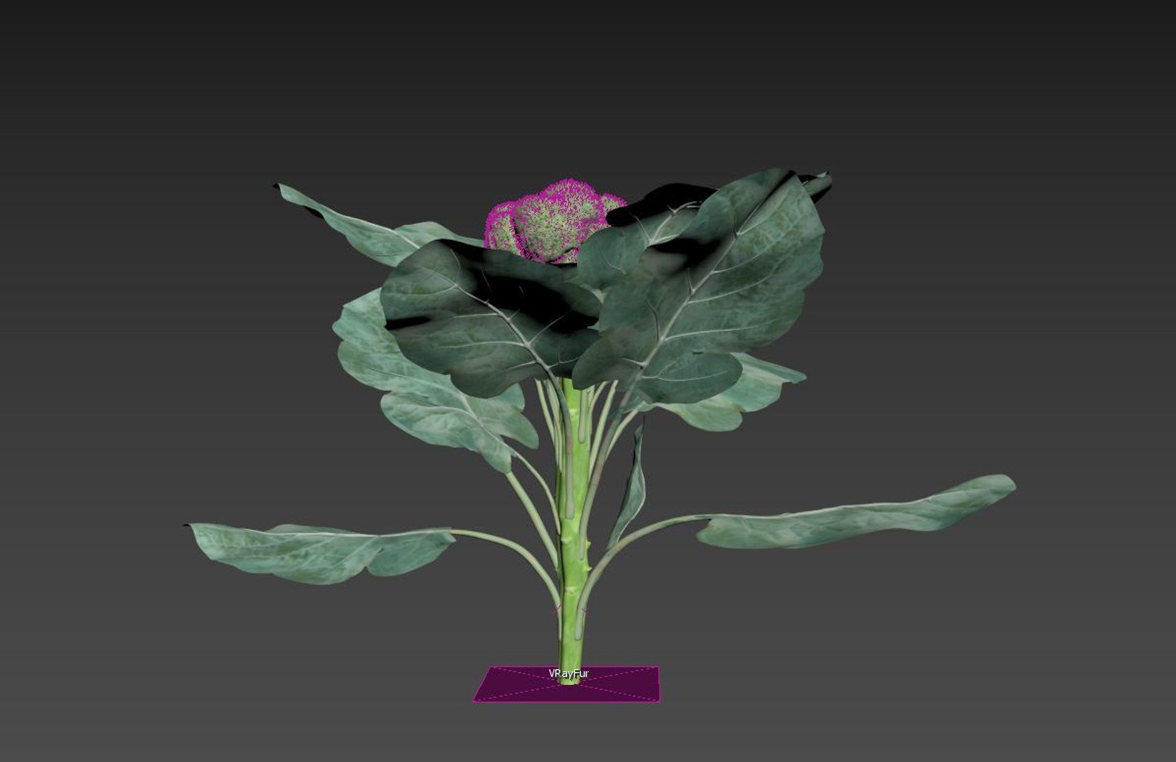 3D Model Broccoli - TurboSquid 2249362