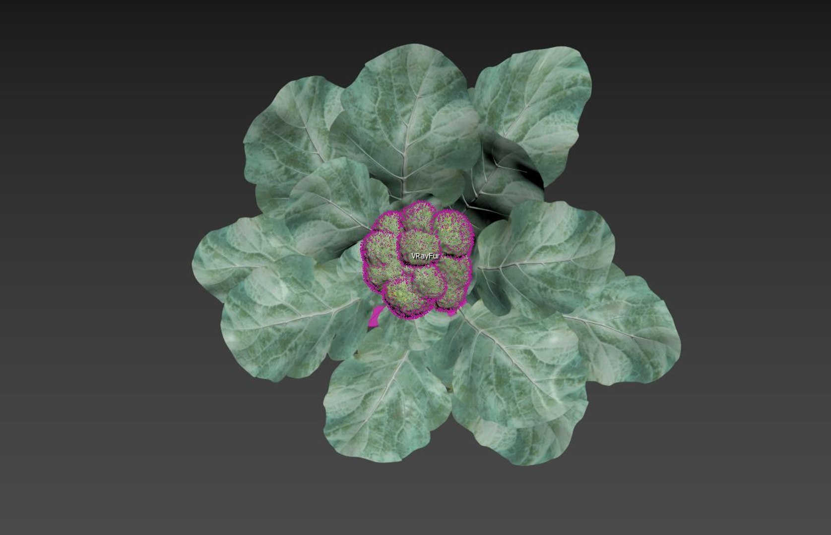 3D Model Broccoli - TurboSquid 2249362
