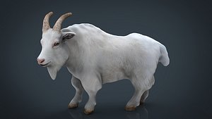 white goat 3D model