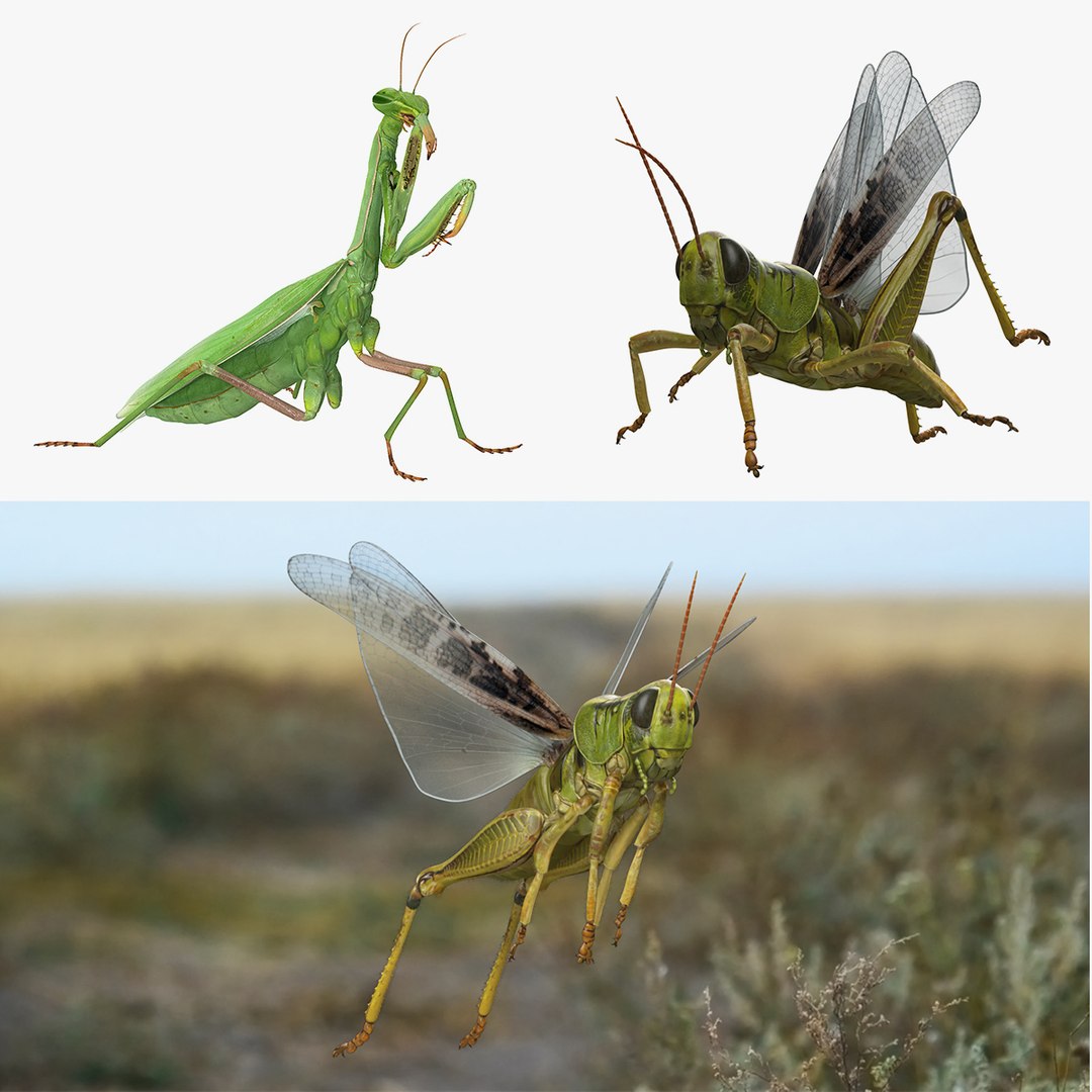 Rigged Grasshopper and Mantis Collection 3D model preview