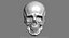 human skull relief 3d model
