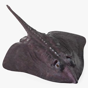 Bathyraja Lindbergi Gray
