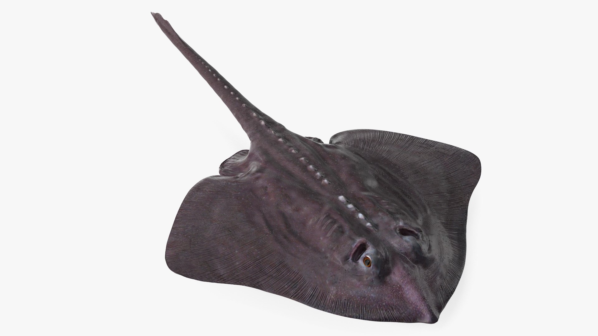 Bathyraja Lindbergi Gray 3D model preview
