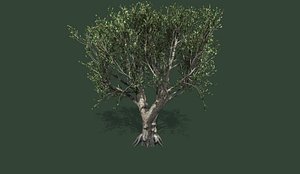 tree olive model