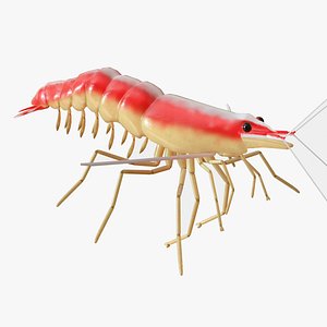 Cleaner Shrimp Rigged