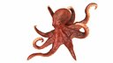 Realistic Octopus Rigged Animated