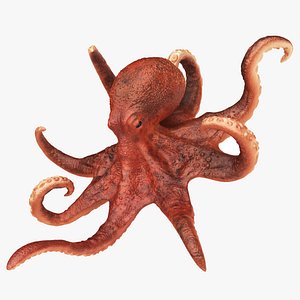 Realistic Octopus Rigged Animated