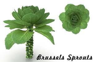 3D brussels sprouts