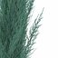 juniperus scopulorum skyrocket 3d max