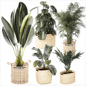Baskets Ravenala Monstera Strelitzia Howea palms 3D model